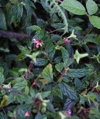 Begonia urticae image