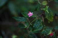 Begonia urticae image