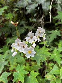 Begonia acerifolia image