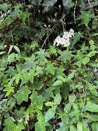 Begonia acerifolia image