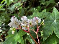 Begonia acerifolia image