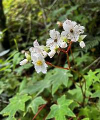 Begonia acerifolia image