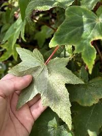 Begonia acerifolia image