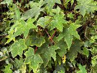 Begonia acerifolia image