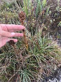 Puya eryngioides image