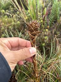 Puya eryngioides image