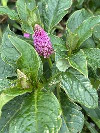 Phytolacca bogotensis image