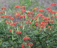 Image of Caesalpinia pulcherrima