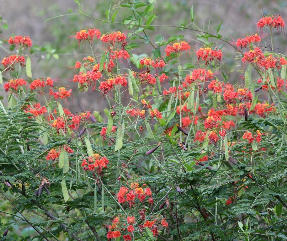 Caesalpinia image