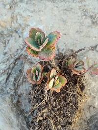 Kalanchoe laxiflora image