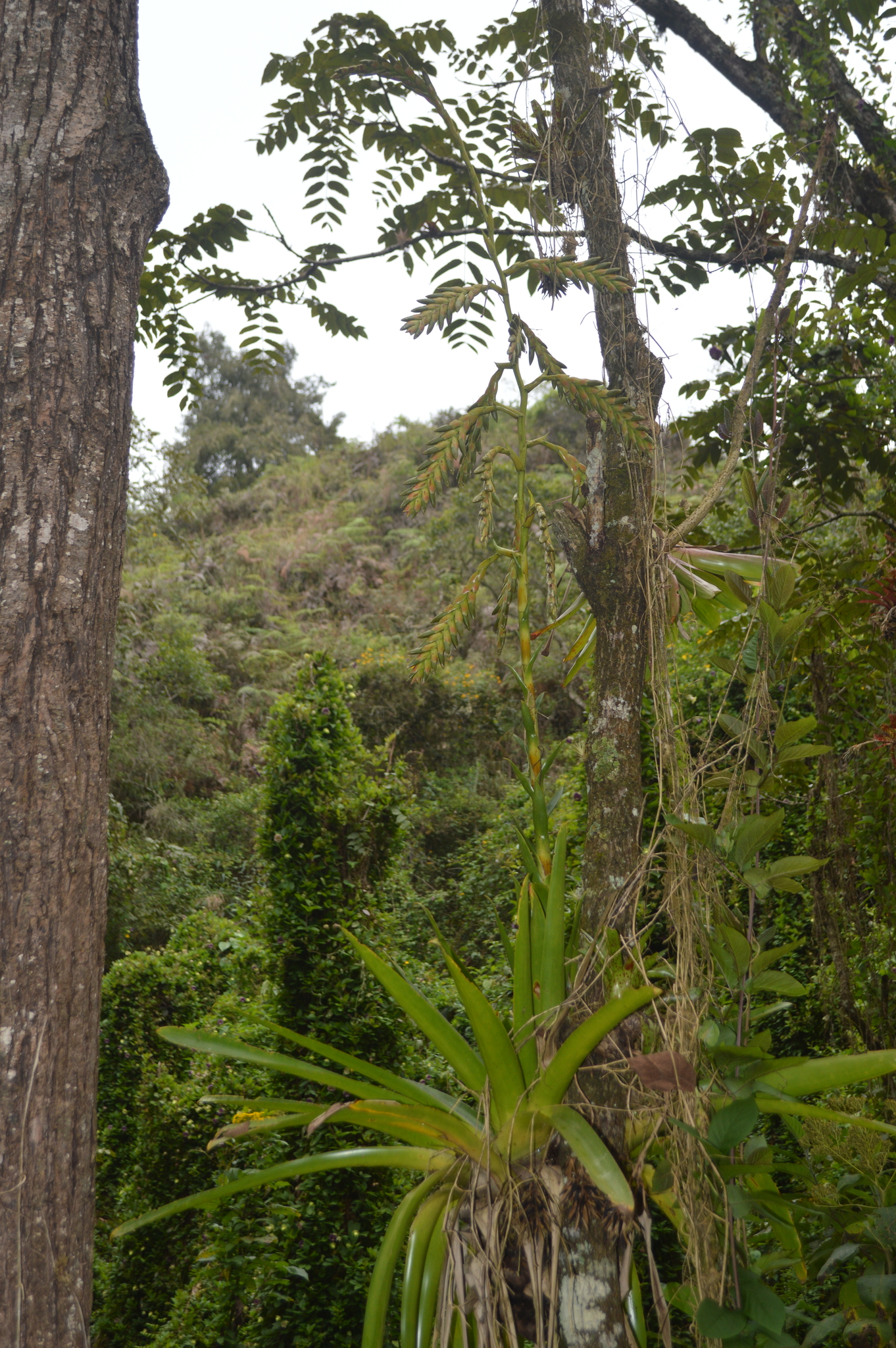 Tillandsia denudata image