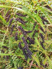 Coriaria ruscifolia image