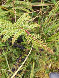 Coriaria ruscifolia image