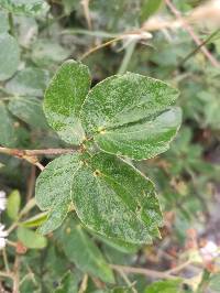 Mimosa albida image