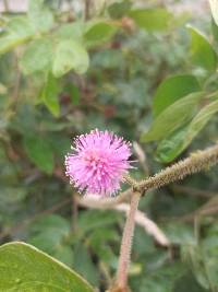 Mimosa albida image