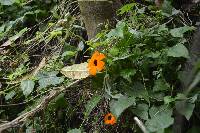 Thunbergia alata image