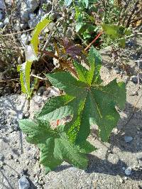 Ricinus communis image