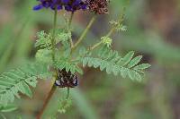 Dalea coerulea image