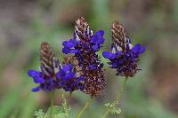 Dalea coerulea image