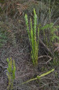 Baccharis genistelloides image