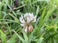 Trifolium repens image