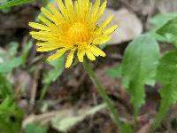 Taraxacum officinale image