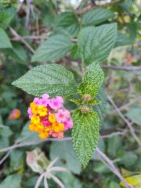 Lantana camara image