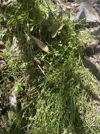 Equisetum bogotense image