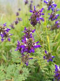 Dalea coerulea image