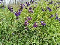 Dalea coerulea image