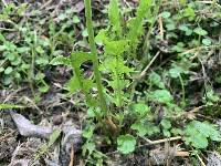 Taraxacum officinale image