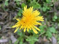 Taraxacum officinale image