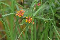 Lantana camara image