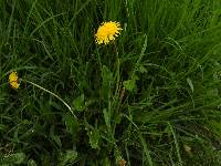 Taraxacum officinale image