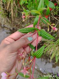 Monochaetum lineatum image