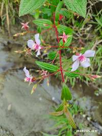 Monochaetum lineatum image