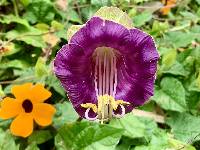 Cobaea scandens image