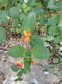 Lantana camara image