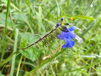 Salvia scutellarioides image