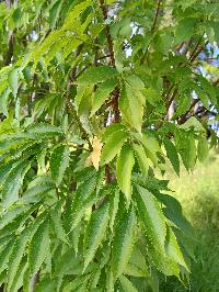 Sambucus nigra image