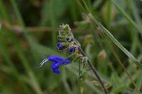 Salvia scutellarioides image