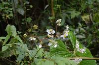 Begonia acerifolia image