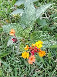 Lantana camara image