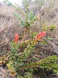 Vaccinium floribundum image