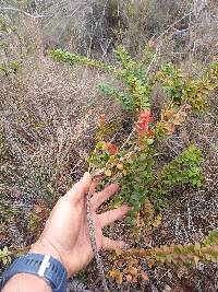 Vaccinium floribundum image