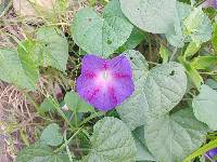 Ipomoea purpurea image