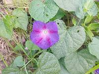 Ipomoea purpurea image