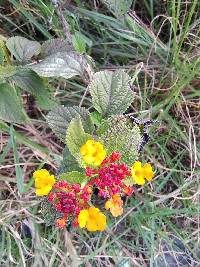 Lantana camara image