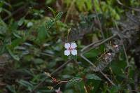 Monochaetum lineatum image