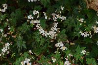 Begonia acerifolia image